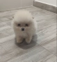 померанчета-минишпиц, снимка 4