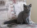Британско коте женско, снимка 4
