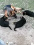 елитни малки немски овчарки , снимка 7