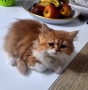 Персийски котета, снимка 4