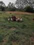 Продавам домашни кокошки, снимка 1 - Кокошки и пуйки - 45497799