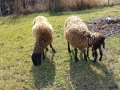 плевенски овце хубави , снимка 5
