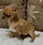 Уникално Мини Момченце Чихуахуа, снимка 2