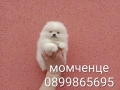 Прекрасен избор на чисто бели мини Померани.  Реални снимки  !!! , снимка 5