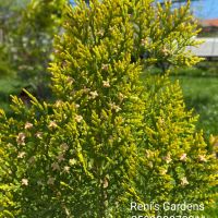 Източна туя „Златиста“ (Thuja orientalis Aurea Pyramidalis), снимка 1 - Градински цветя и растения - 45301987