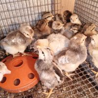 Пилета от сини яйца и разплодни яйца, снимка 3 - Кокошки и пуйки - 45571281