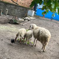 Овца с 2 мъжки агнета , снимка 3 - Овце - 45693456