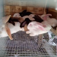 Зайци , снимка 1 - Други животни - 45535115