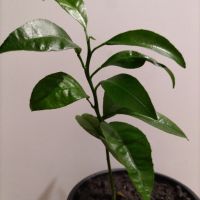 Портокалово дръвче младо растение , снимка 2 - Градински цветя и растения - 45567306