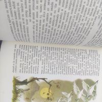 Продавам книга "Дивите лебеди и други приказки" Ханс Кристиян Андерсен , снимка 9 - Детски книжки - 45480305