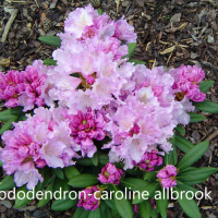Рододендрон, снимка 5 - Градински цветя и растения - 40040589