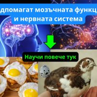 Пъдпъдъчи яйца - Подпомагат мозъчната функция и нервната система. Яйца от пъдпъдък, снимка 1 - Домашни продукти - 45439466