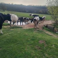 32 млечни крави, снимка 1 - Крави - 45141546
