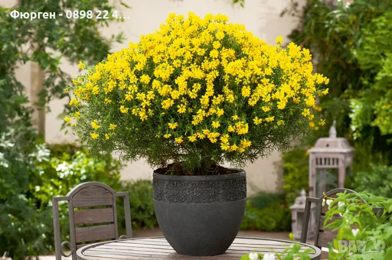 Гениста (Жълтуга) / Genista, снимка 1