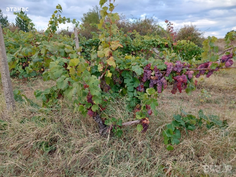 грозде мискет, снимка 1