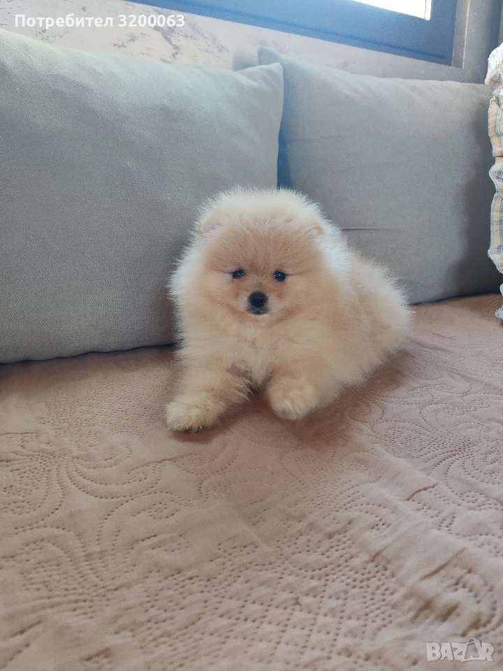 Померан мини шпиц , снимка 1