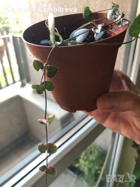 Ceropegia woodii variegata String of Hearts , снимка 1