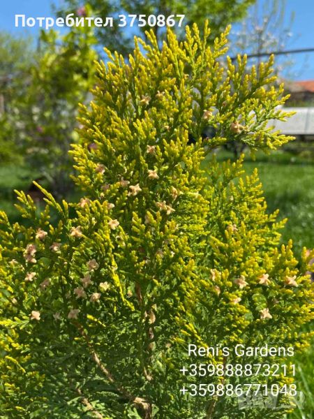 Източна туя „Златиста“ (Thuja orientalis Aurea Pyramidalis), снимка 1