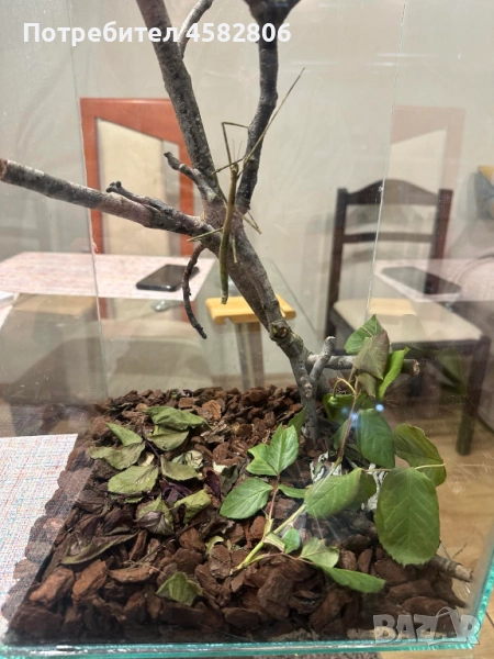 Анамска Пръчица / Насекоми пръчици / Виетнамски Пръчици, снимка 1