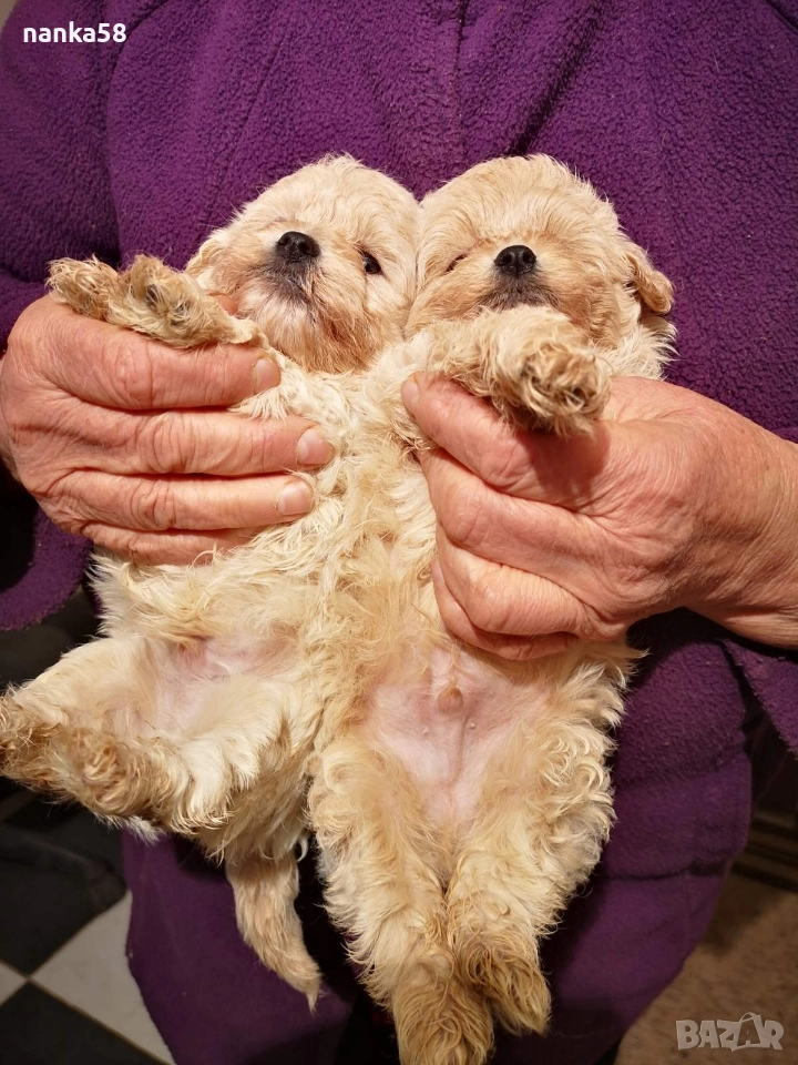 Продавам малтипу, снимка 1