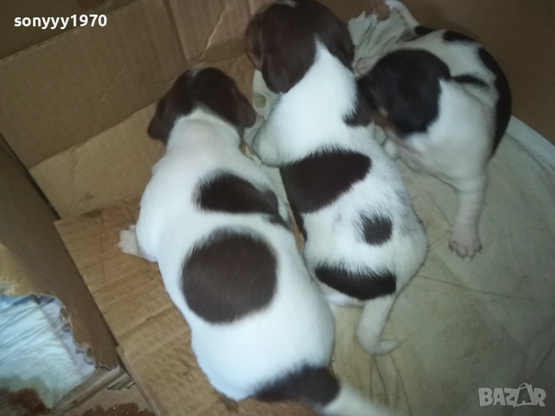 ПРОДАВАМЕ КУТРЕТА-ДЖАК РЪСЕЛ 250ЛВ ЗА 1БР 0309250738, снимка 1