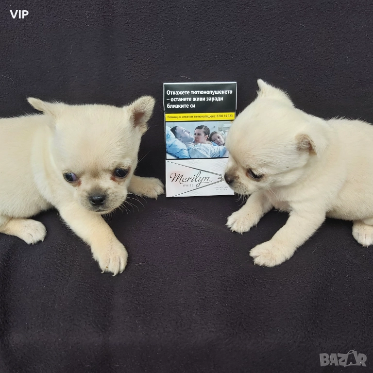 Продавам две бели чихуата, снимка 1