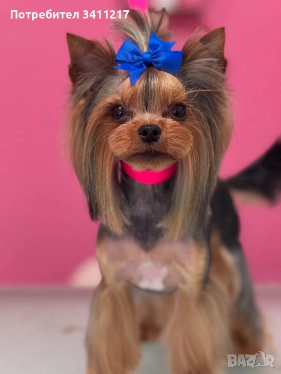 Търсим си дама , снимка 1