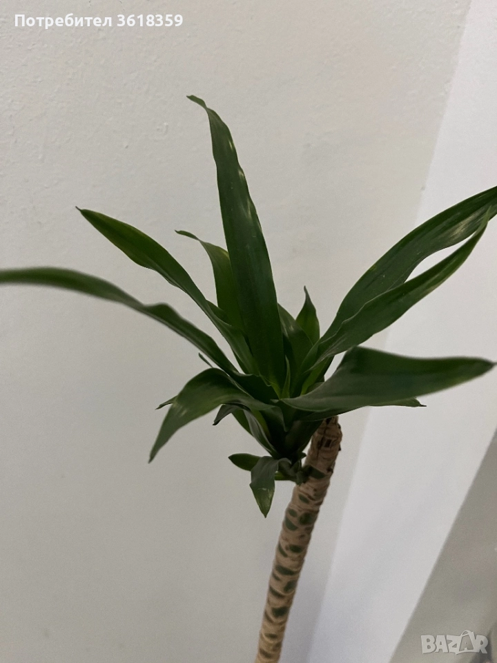 Подарявам цвете, снимка 1