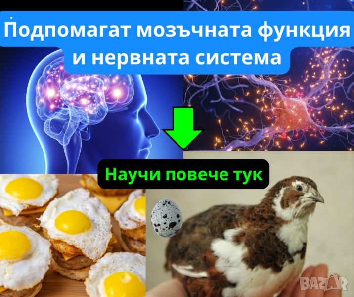 Пъдпъдъчи яйца - Подпомагат мозъчната функция и нервната система. Яйца от пъдпъдък, снимка 1