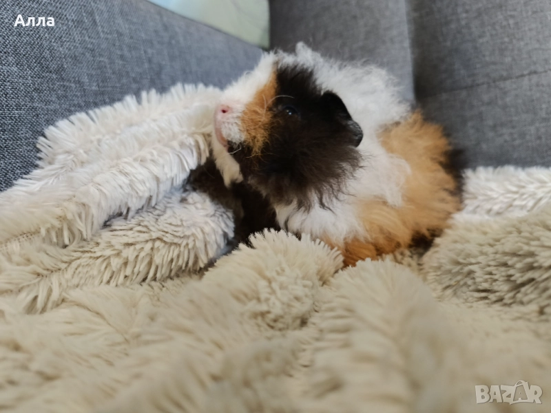 Морско свинчето альпака , снимка 1