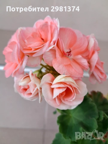 Мушкато-Астрид