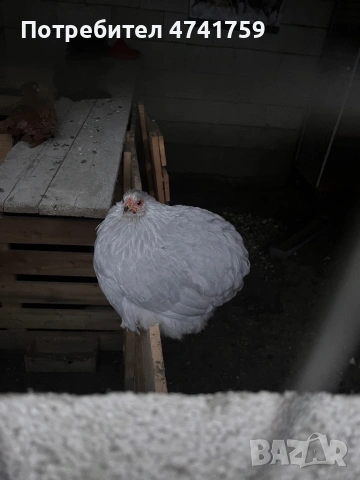 Оплодени яйца от мини кохин 