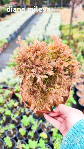 Западна туя Рейнголд (Thuja occidentalis Rheingold), студоустойчива, снимка 12 - Градински цветя и растения - 37392581