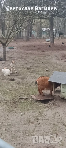 Продавам зайци, петли и патици за консумация + декоративно козле, снимка 5 - Кокошки и пуйки - 53028981