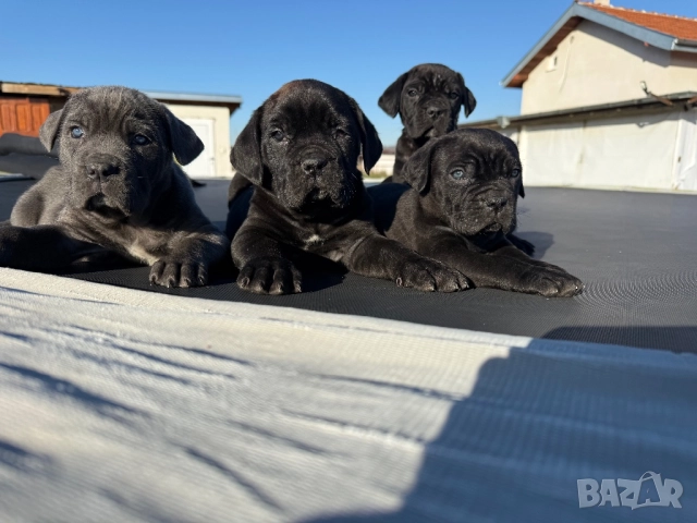 Кученца кане корсо