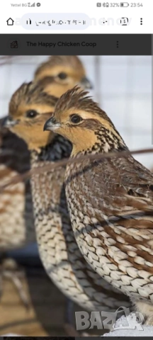 Вирджински масков пъдпъдък , снимка 10 - други­ - 52924055