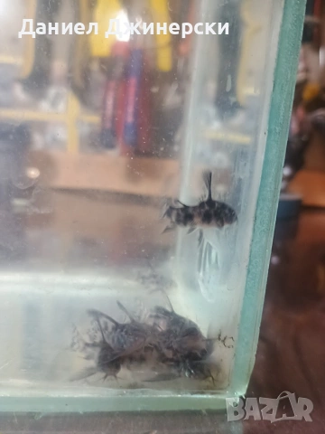 Декоративни риби - Хелер , сом Коридорас , снимка 10 - Рибки - 50343485