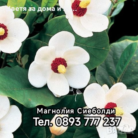 Magnolia Sieboldii ( Магнолия сиеболди), снимка 1 - Градински цветя и растения - 46565926