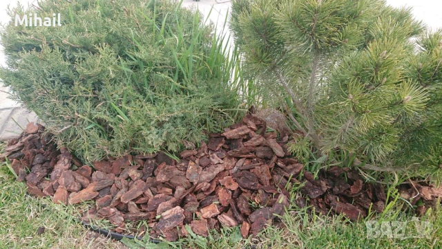 Боров чипс/ боров мулч 10.50Е, снимка 5 - Градински мебели, декорация  - 53930024