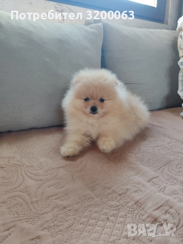 Померан мини шпиц 