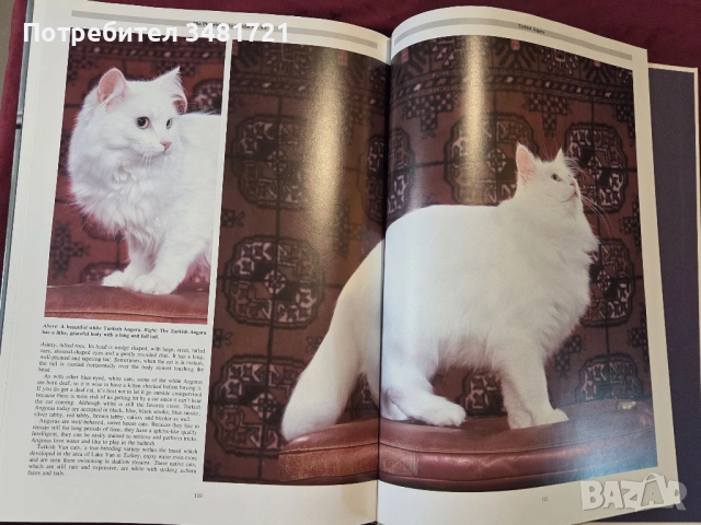 Енциклопедия на котките / The Encyclopedia of Cats, снимка 13 - Енциклопедии, справочници - 53748624