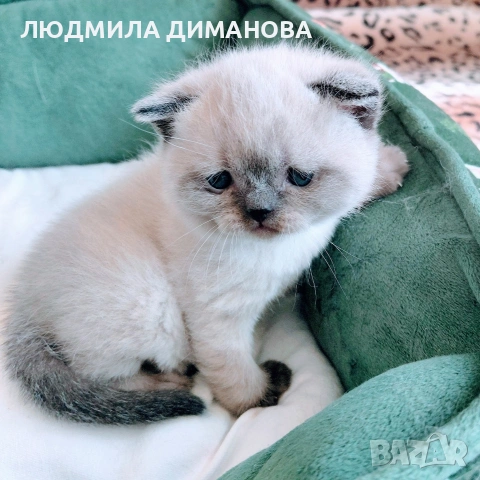 Шотландски мъжки със сини очи. , снимка 6 - Британска късокосместа - 54172287