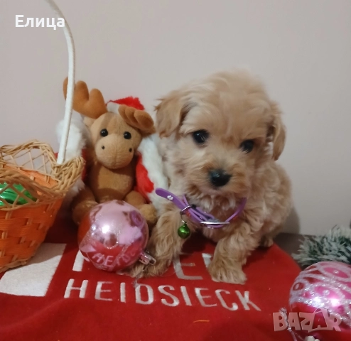 Малтипу/Той пудел , снимка 2 - Пудели - 51832511