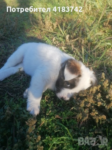 Кучета каракачанки, снимка 3 - Каракачанска овчарка - 52422629