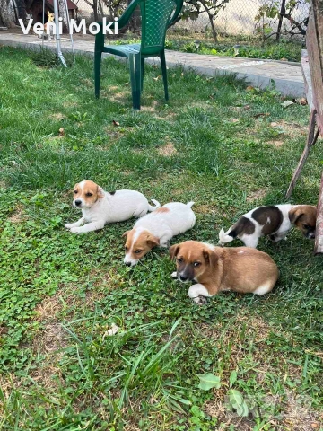 мини Джак Ръсели, снимка 5 - Джак ръсел териер - 54078349