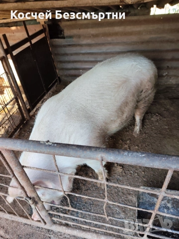 Свине майки, снимка 3 - Прасета - 53018708