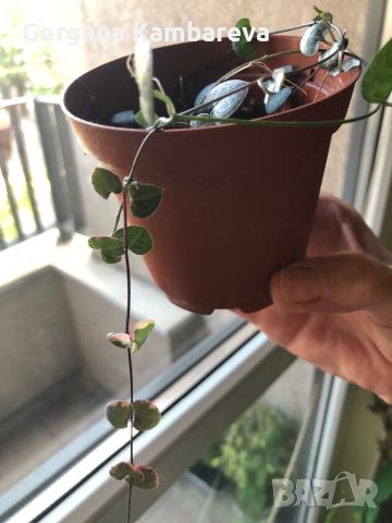 Ceropegia woodii variegata String of Hearts , снимка 1