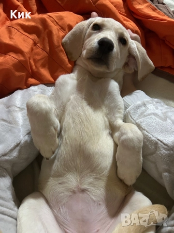 Чистокръвен Лабрадор Ретривър , снимка 2 - Лабрадор ретривър - 52497731