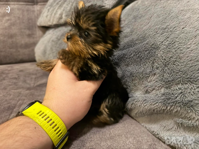 Мини Йоркширски териер Актуално от 30.1.2026, снимка 6 - Йоркширски териер - 53277514