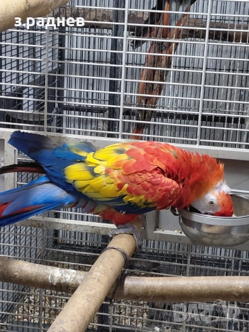 Ара макао, снимка 3 - Папагали - 52249437